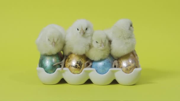 Pollitos anidando juntos, colorido huevo de Pascua en bandeja. Fondo amarillo — Vídeos de Stock