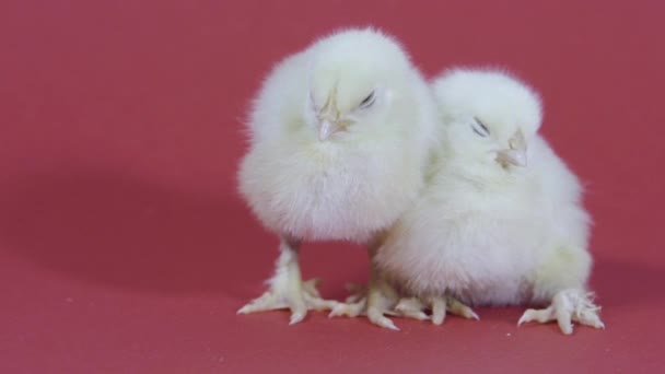 Twee slaperige schattige gele kippen. Pasen symbool. pluizige meiden. Roze achtergrond — Stockvideo