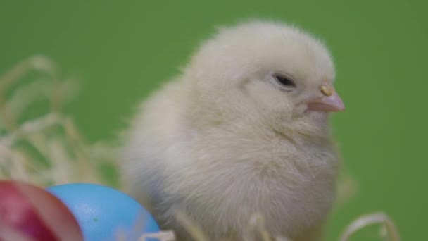 Una gallinita, coloridos huevos de Pascua. Chica esponjosa. Fondo verde. Macro — Vídeos de Stock