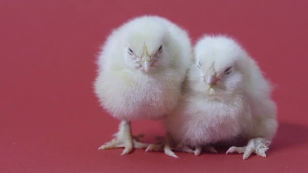 Twee slaperige kleine gele kippen. Pasen symbool. pluizige meiden. Roze achtergrond — Stockvideo