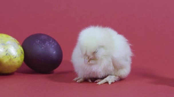 Poulet endormi et oeufs de Pâques sur fond rose. Des nanas moelleuses. Petit oiseau — Video