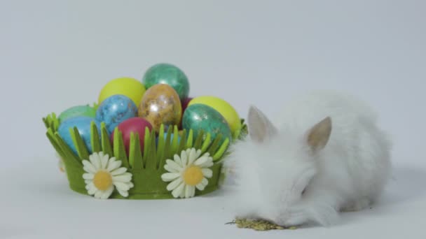 Mały wielkanocny króliczek i wiosenny koszyk z kolorowymi jajkami. Białe tło — Wideo stockowe
