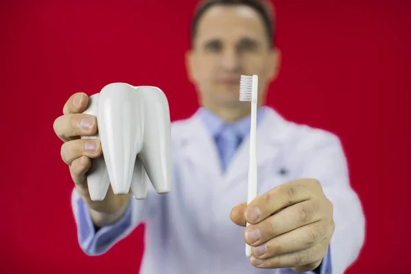 Volwassen tandarts man houdt tandenborstel een tand model. Gezicht in onscherpte. — Stockfoto