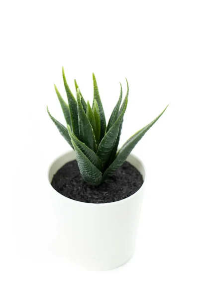 Dyckia planta suculenta em vaso branco isolado sobre fundo branco, cosméticos aloés — Fotografia de Stock