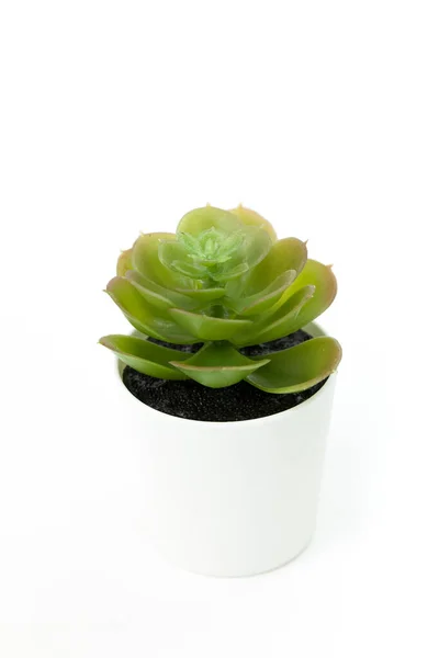Verde aloe echeveria planta suculenta em vaso branco isolado sobre fundo branco — Fotografia de Stock