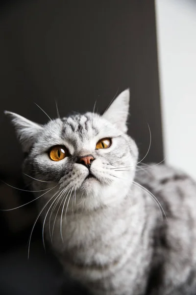 Asil Kedi ilgileniyor. İngiliz Melezi, Turuncu Gözlü ve Gri Saçlı — Stok fotoğraf