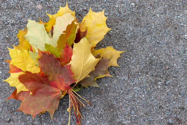 Folhas de bordo caídas de outono multicoloridas deitadas no chão com espaço de cópia — Fotografia de Stock