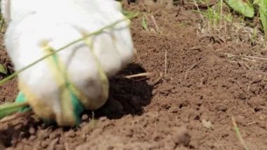 Eldivenli bir bahçıvan yerden yabani otları ve patates toprağını yakın bir aletle temizler.