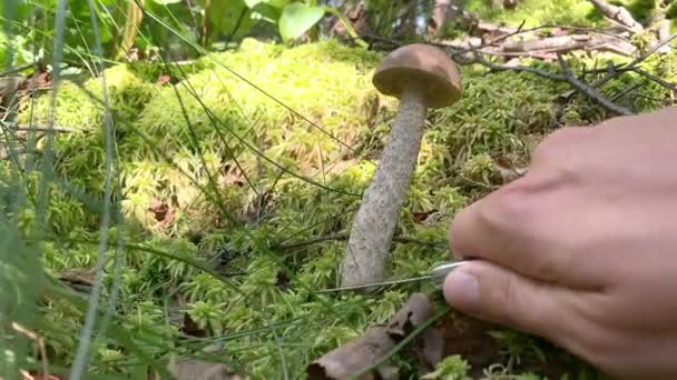 Ramasseur de champignons à la recherche de champignons et le couper avec un couteau gros plan 