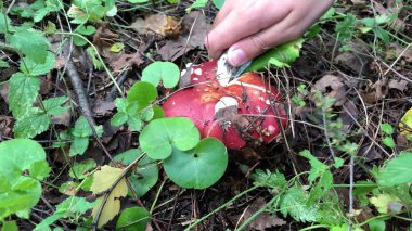 Mantar toplayıcısı mantar arıyor ve yakın plan bir bıçakla kesiyor.