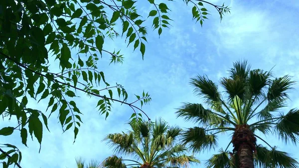 Větve kokosových palem vlnící se, houpající se ve větru na pozadí modré oblohy, koncept tropického letoviska — Stock fotografie