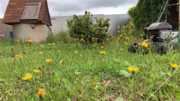 Frau mäht mit Rasenmäher Gassi-Gras aus nächster Nähe, Gartenarbeit im Sommer — Stockvideo