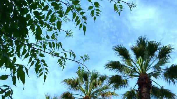 Ramas de cocoteros ondeando, balanceándose en el viento sobre un fondo de cielo azul, concepto de resort tropical — Vídeos de Stock