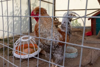 Çiftlikteki bir kafesin metal çitlerinin arkasında büyük kırmızı taraklı ve güzel kuyruklu kahverengi bir horoz, kümes hayvanları yetiştirme kavramı.
