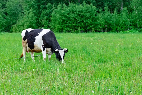 緑の農村牧草地に立つホルシュタイン黒と白の斑点ミルク牛、コピースペースを持つ村で乳牛の放牧 — ストック写真