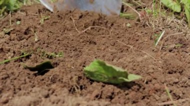 Toprak kazıyor, kürekle toprağı kazıyor.