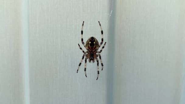 Eine große Spinne, die auf einem Spinnnetz sitzt, sich bewegt und davonläuft, Arachnophobie-Konzept — Stockvideo