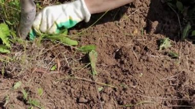 Eldivenli bir bahçıvan yerden yabani otları ve patates toprağını yakın bir aletle temizler.
