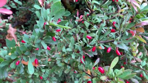 Barberry, Berberis vulgaris філія. Барвисті природні червоні ягоди Berberis thunbergii, Latin Berberis Coronita восени — стокове відео