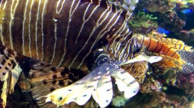 Tropikal renkli mercan resif balığı beyaz aslan balığı, deniz akvaryumunda yüzen Pterois volitans