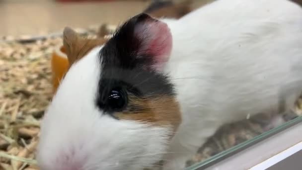 Two cute adorable guinea pigs in a cage at pet shop, they sniffing the air and running — Stock Video