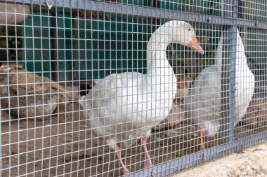Cage with a white goose behind metal fence, production of goose liver and meat at a poultry farm clipart