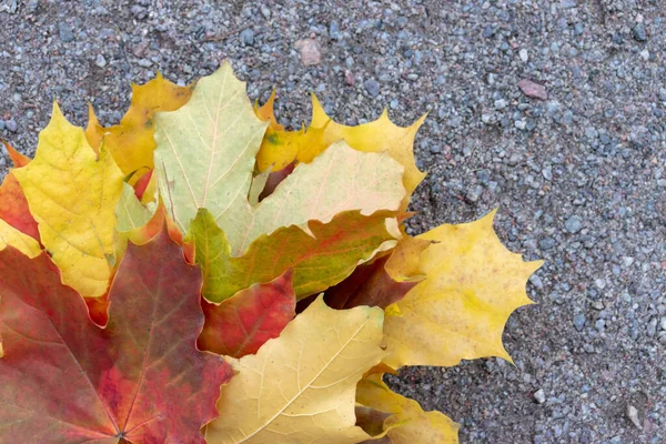 Folhas de outono coloridas do bordo de açúcar, acer saccharum close-up - principal fonte de seiva para fazer xarope — Fotografia de Stock