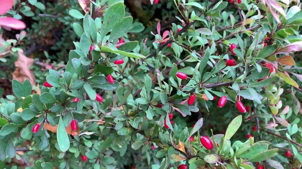 Berberitze, Zweig Berberis vulgaris. Bunte natürliche rote Beeren von Berberis thunbergii, lateinisch Berberis coronita im Herbst — Stockfoto