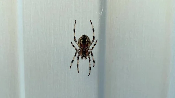 Большой паук, сидящий на паутине, двигающийся и убегающий, концепция арахнофобии — стоковое фото