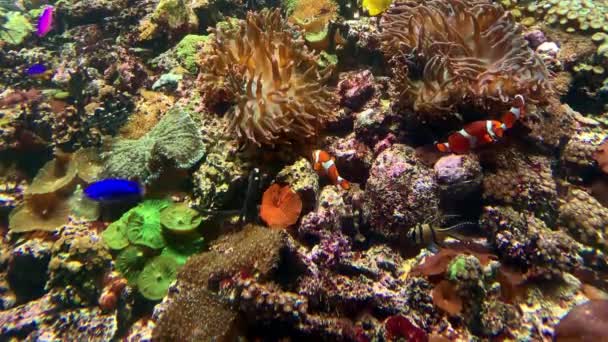 Подводный мир, разноцветные коралловые рифы, анемоны и клоуны, плавающие в морском аквариуме — стоковое видео