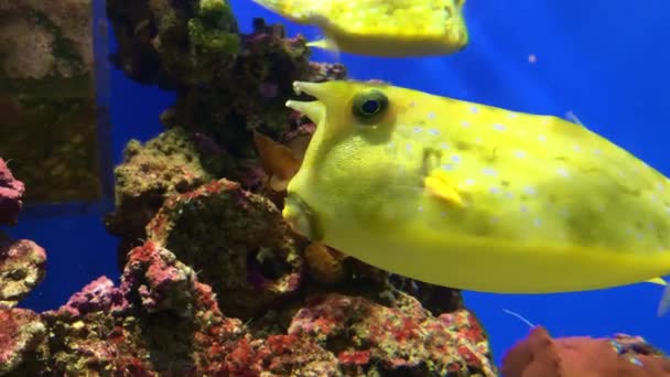 Bécasseau jaune coloré, Lactoria cornuta, aussi appelé bécasseau cornu nageant dans l'aquarium près des coraux gros plan — Video