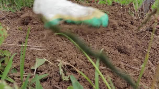 Sebuah tangan tukang kebun dalam sarung tangan menghilangkan gulma dari tanah dan tanah kentang dengan alat yang menutup — Stok Video