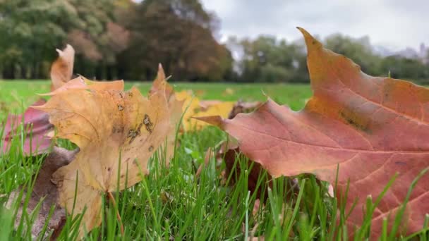 Primer plano plano de otoño fallem hojas de arce en un césped en el parque y las personas que pasan sobre el fondo, ángulo bajo — Vídeo de stock