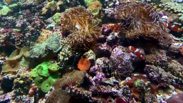 Monde sous-marin, poissons de récifs coralliens colorés, anémones et clowns flottant dans l'aquarium marin — Video