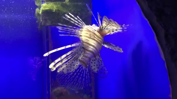Tropical coloré récif corallien poisson lionfish blanc, Pterois volitans nager dans l'eau bleue de l'aquarium de mer — Video