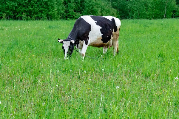 Holstein vaca lechera manchada en blanco y negro de pie sobre un pasto rural verde, ganado lechero pastando en el pueblo con espacio para copias — Foto de Stock