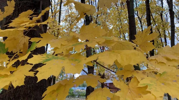 Une branche d'érable avec automne jaune feuilles colorées balançant par le vent — Photo