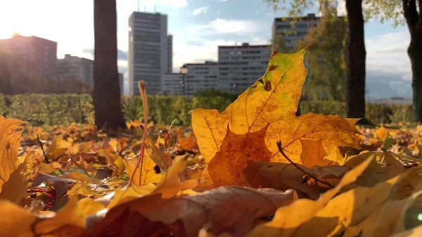 Piękny kolorowy zimny jesień jesień klon skoków leżących na ziemi w świetle słonecznym i poruszających się przez wiatr, nowoczesne miasto na tle — Zdjęcie stockowe