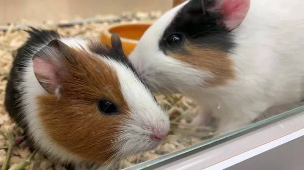 Twee schattige cavia 's in een kooi in de dierenwinkel, ze snuffelen aan de lucht en rennen weg. — Stockfoto