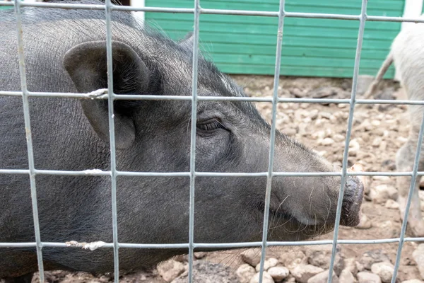 黑色可爱的猪与粉红色的鼻子鼻子后面的金属网围栏在乡村农场 — 图库照片