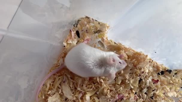 Ratón albino blanco de laboratorio con ojos rojos comiendo algo de comida en un recipiente de laboratorio de plástico, lleno de aserrín de madera, de cerca — Vídeo de stock