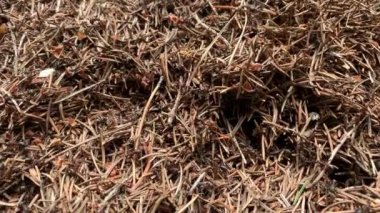 Yakın bir karınca kolonisi, Formica rufa, aynı zamanda kırmızı odun, güney ahşabı ya da ormanda bir karınca tepesinde koşan at karınca karıncaları olarak da bilinir.