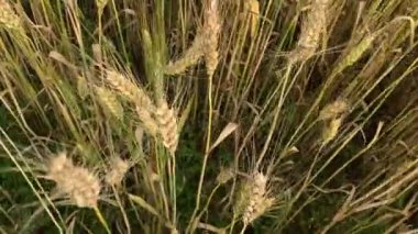 Yazın bol buğday dolu bir buğday tarlası, zengin hasat konsepti.