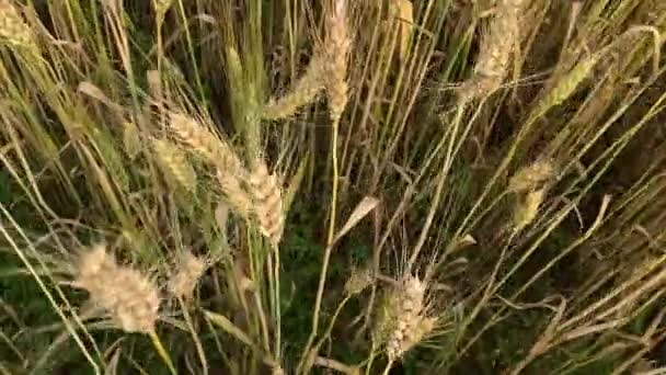 여름에는 많은 양의 밀 이 있는 밀밭, 풍부 한 수확의 개념 — 비디오