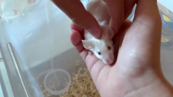 Mani bambino accarezzare un simpatico mouse bianco albino adorabile con occhi rossi da vicino, animali domestici e concetto di amicizia — Video Stock