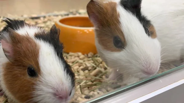 Twee schattige cavia 's in een kooi in de dierenwinkel, ze snuffelen aan de lucht en rennen weg. — Stockfoto