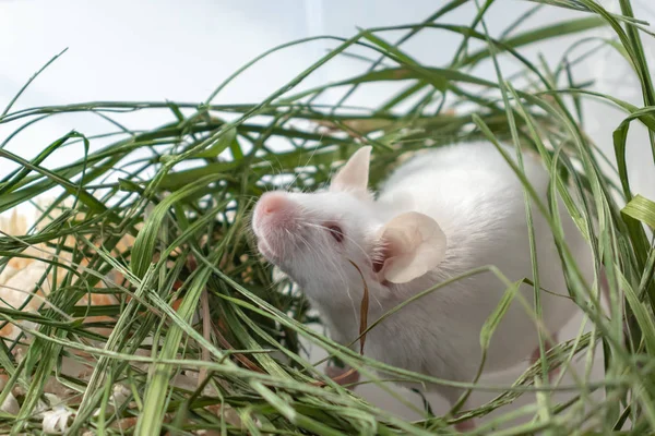 Біла альбіноська лабораторна миша, що сидить у зеленій сушеній траві, сіно. Симпатична маленька морда гризуна крупним планом, концепція домашніх тварин — стокове фото