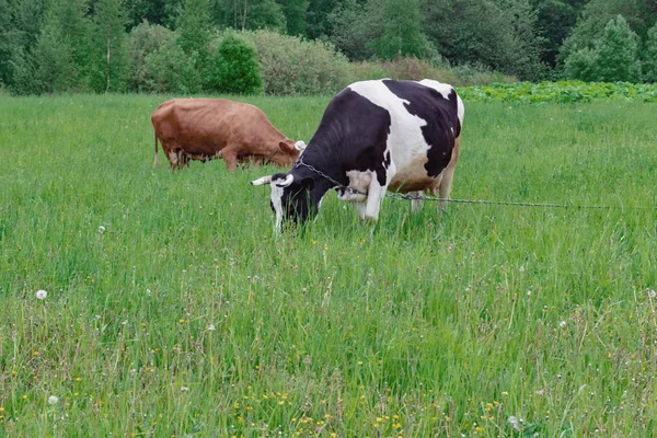 牧草地で2頭の牛が放牧され — ストック写真