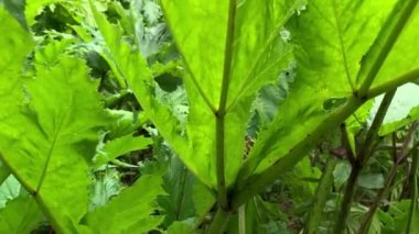 Zehirli dev bir yaban domuzu yaprağı, inek yaban havucu Herakleum Sosnowskyi