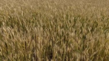 Yazın bol buğday dolu bir buğday tarlası, zengin hasat konsepti.